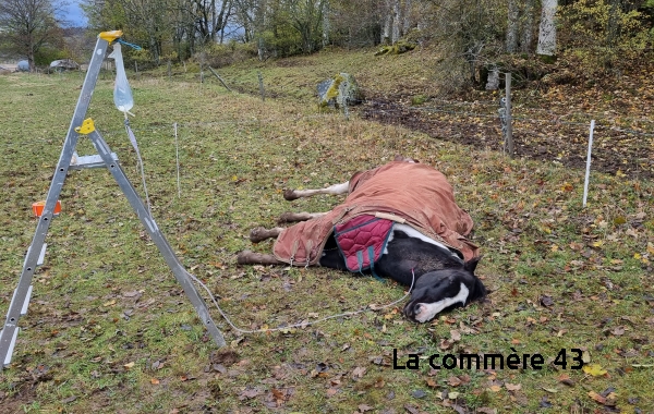 Crédit DR photo fournie par le cabinet vétérinaire du Chambon-sur-Loire||