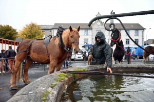 Crachin et crottin sur la foire aux chevaux de Fay-sur-Lignon