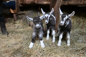 Insolite : des triplés pour quatre chèvres d&#039;un élevage aux Vastres