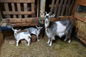 Insolite : des triplés pour quatre chèvres d&#039;un élevage aux Vastres