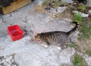 Un chat trouvé à Saint-Jeures