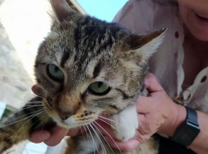 Un chat trouvé à Saint-Jeures