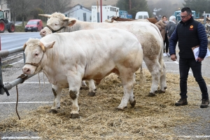 Les Estables : les bovins de Freycenet-la-Cuche à l&#039;honneur à la foire grasse