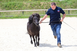 Equitation : 95 poneys Shetland ont concouru à Yssingeaux