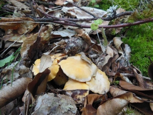 Valprivas : le champignon dans tous ses états