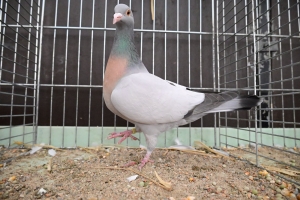 Saint-Julien-du-Pinet : 300 animaux à voir dimanche sur l&#039;exposition d&#039;aviculture