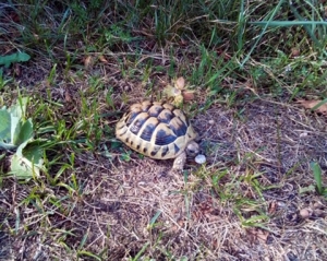 Il découvre une tortue dans la nature
