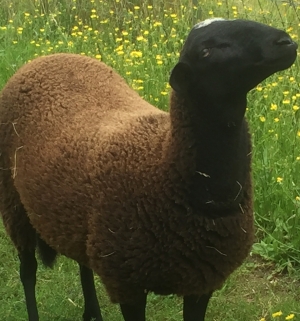 Un agneau noir perdu à Beauzac